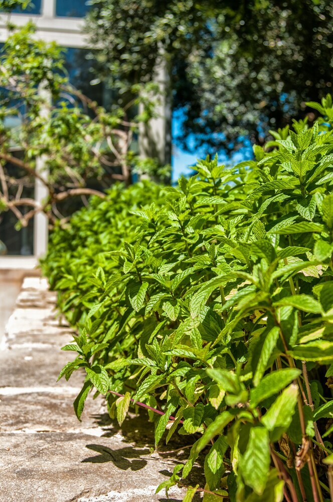 Bed & Breakfast Relais Casina Miregia