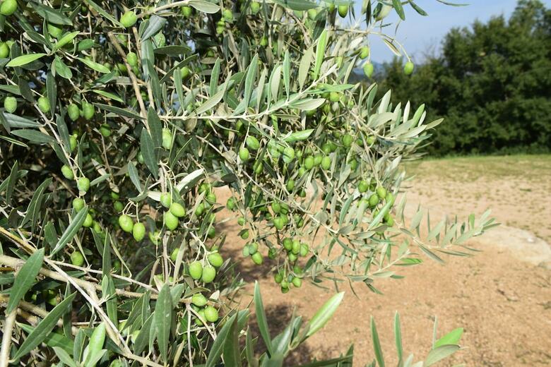 Aparthotel Taiyou No Ouchi