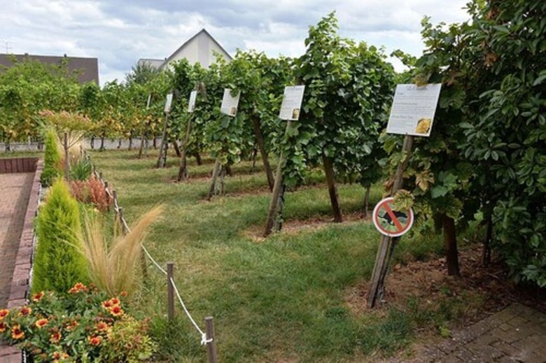 Hotel Les Chambres Du Vignoble - Domaine Adam