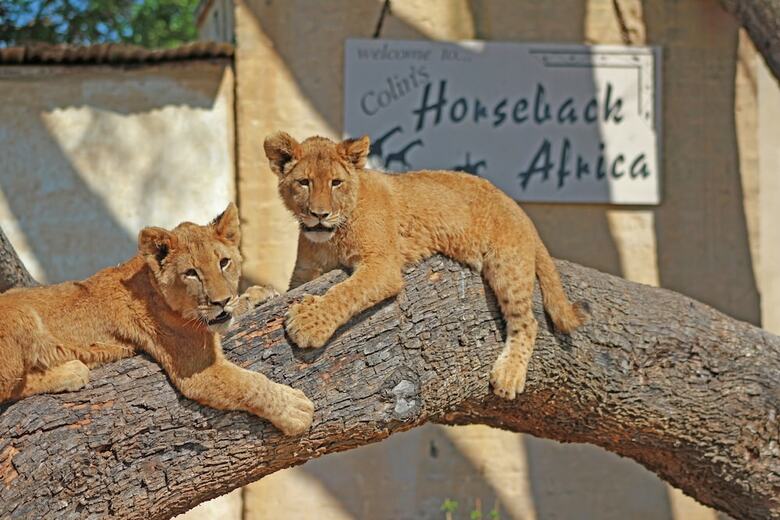 Hostal Lion's Den Backpackers
