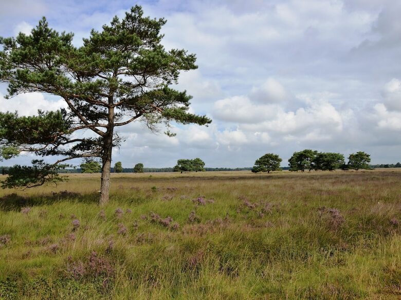 A Detached Bungalow With Outdoor Fireplace, Covered Terrace And Pond In A Forest Plot