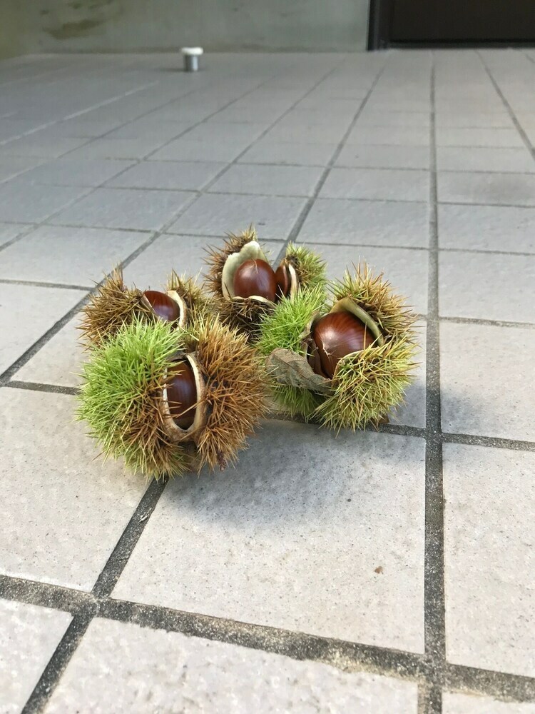 Forestcottage Kiki.