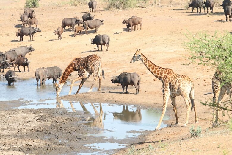 Hotel Phelwana Game Lodge