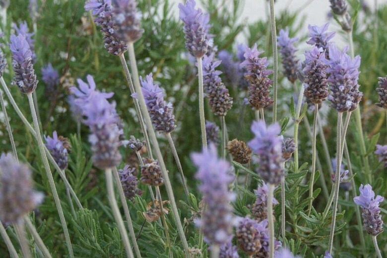 Apartment Panorama, Lavanta, Kalkan