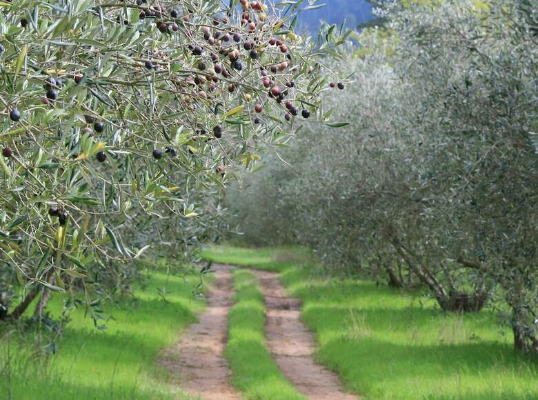 Hotel Cascade Country Manor