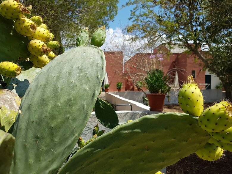 Bed & Breakfast Tenuta Doxi