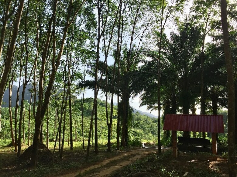 Hotel Khao Sok Evergreen House