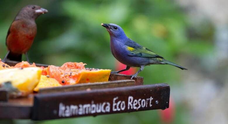Apartamento Itamambuca Eco Resort
