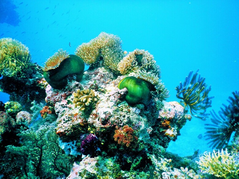 Apartamento Mai Dive Astrolabe Reef Resort