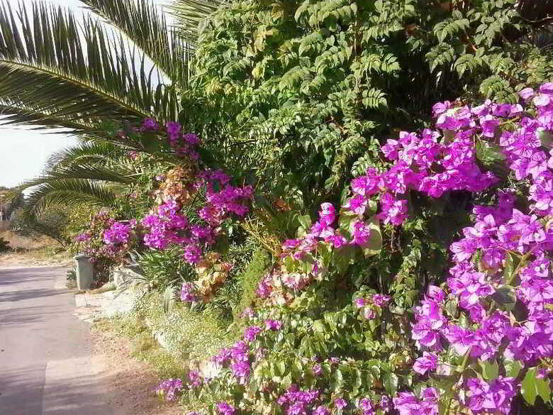Apartments Moreta