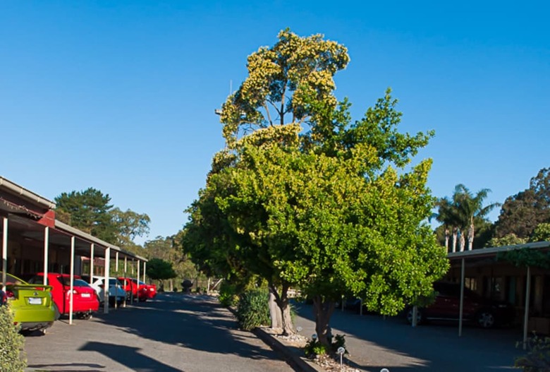 Angaston Vineyards Motel