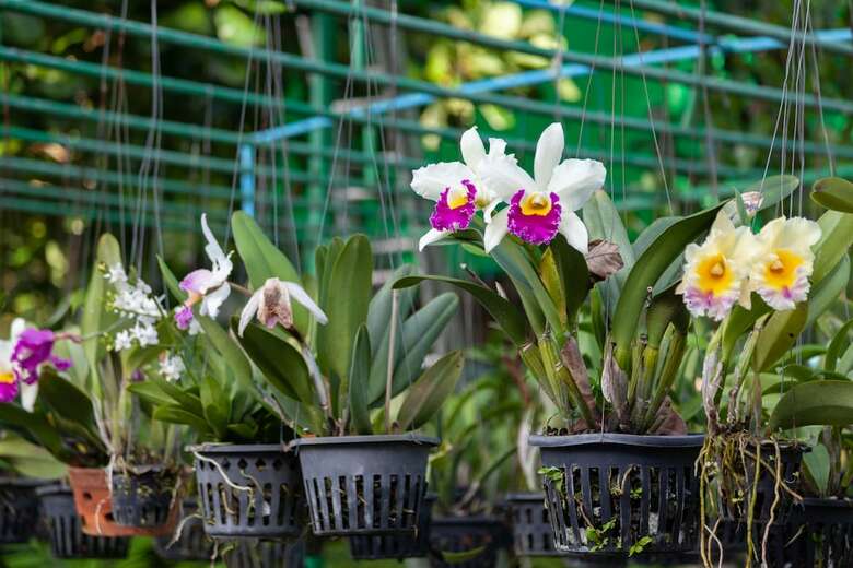 Apartamento Orchidacea Resort