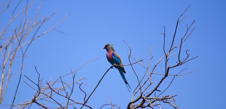 Posada Mziki Safari Lodge