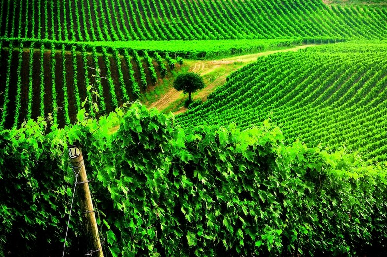 Posada Borgo Cond� Wine Resort