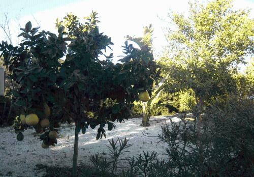 Peyia Villas Cyprus