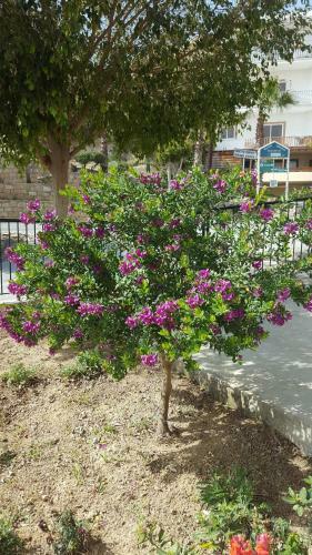Lazaros Pissouri Apartments