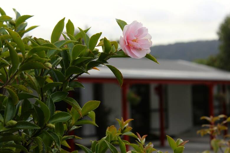Lake Matheson Motel