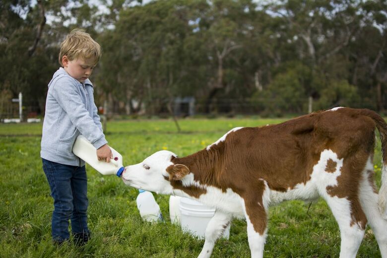 Freshwater Creek Cottages And Farm Stay