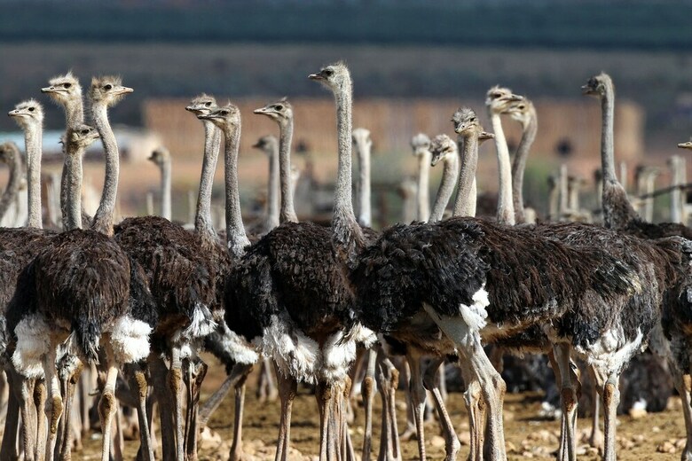 Agroturismo Berluda Farmhouse & Cottages
