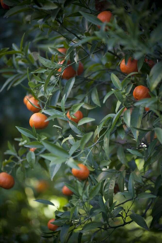 Apartamento Le Case Del Vivaio