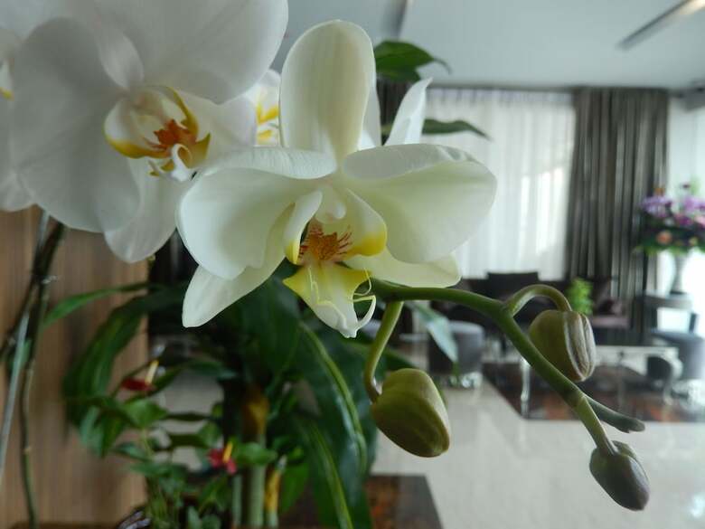 Grand Amira Hotel