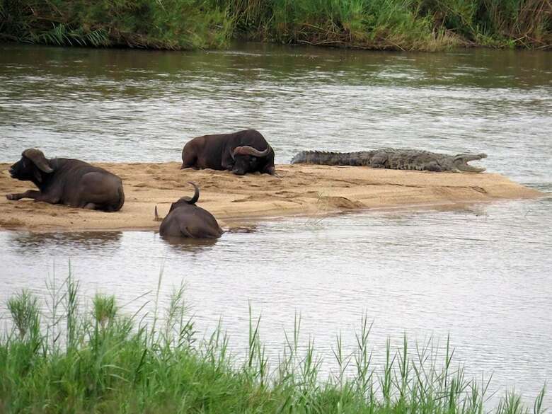 Crocodile Bridge Safari Lodge