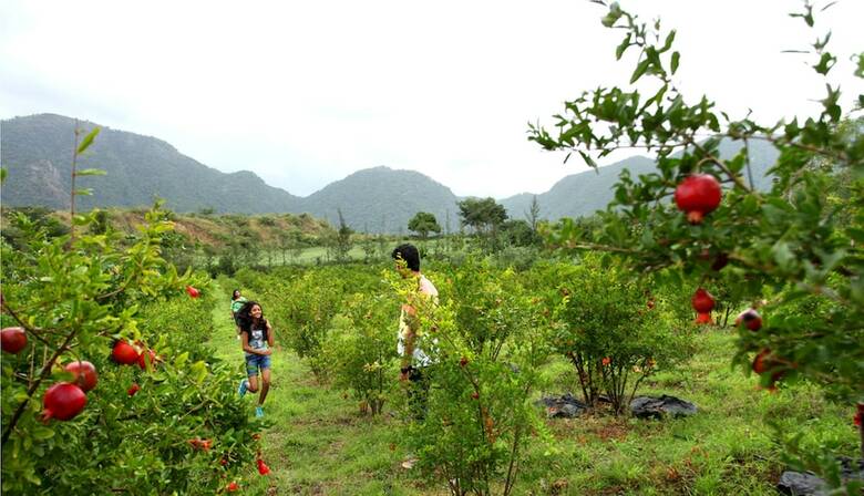 Agroturismo Harvest Fresh Farms