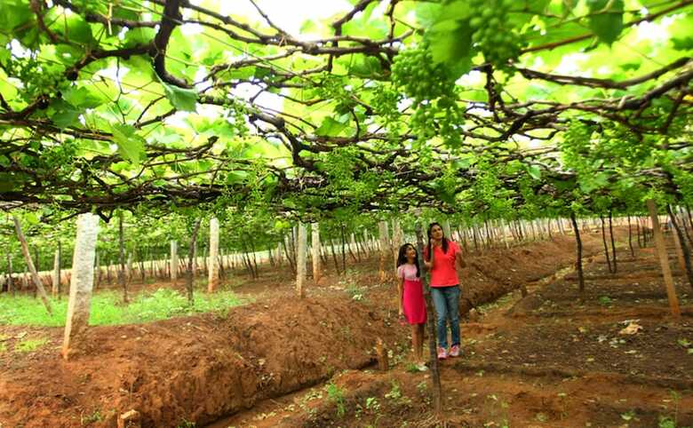 Agroturismo Harvest Fresh Farms