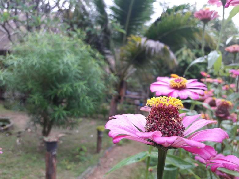 Hotel Nusha Homestay