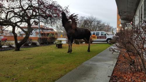 Motel Lakeshore Inn & Suites