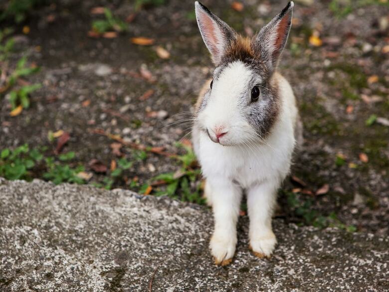 Hotel Flying Villa