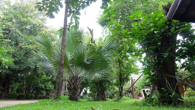 Hotel Big Tree Resort