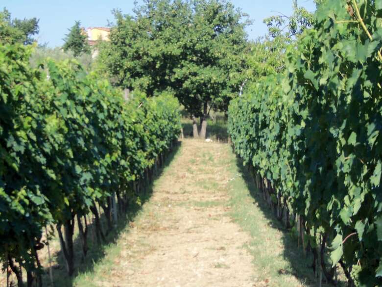 Agroturismo Agriturismo Il Colle