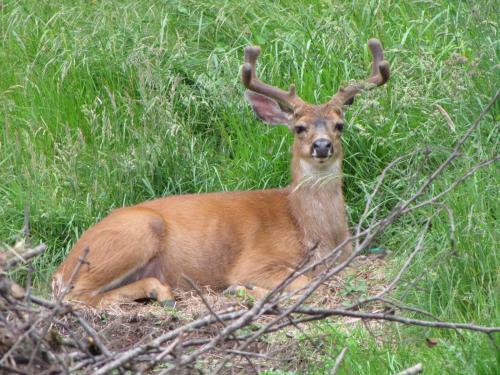 Shawnigan Lake Bed And Breakfast