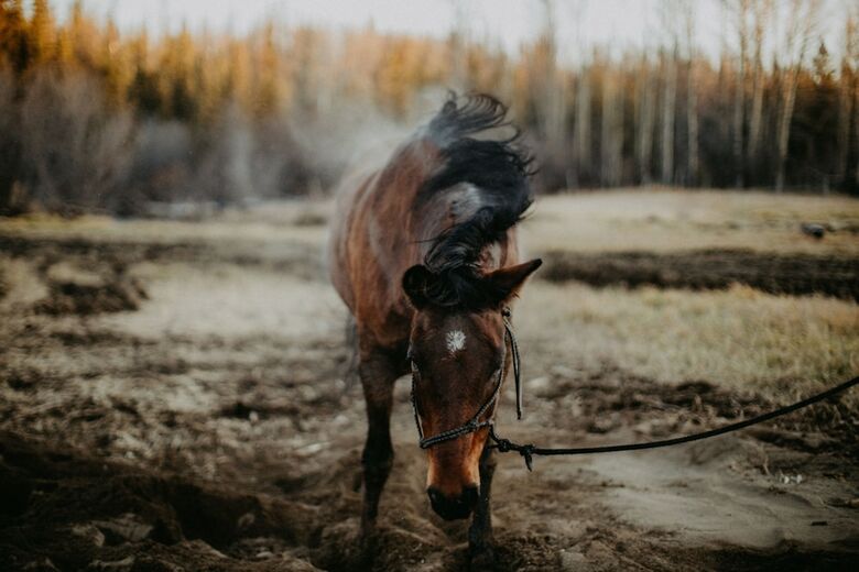 Hotel Big Creek Lodge - Working Guest Ranch