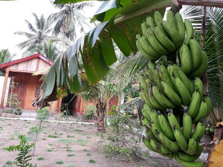 Hotel Coconut Homestay