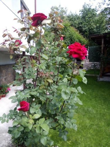 Hostal Albena Guest Rooms