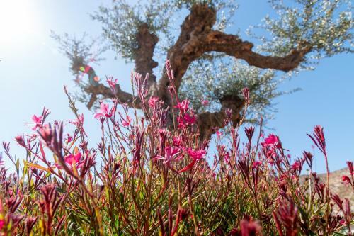Hostal Yiannis Retreat