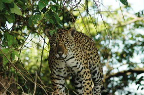 Pantanal Park Hotel