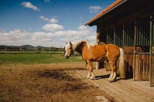 Hostal Agritourism Farm Podkowa