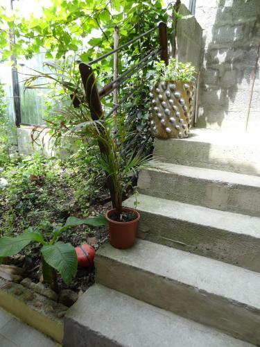 Hotel Orchidea Guest House