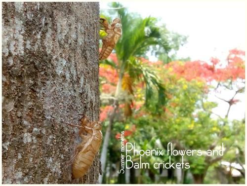 Giao Diem Homestay