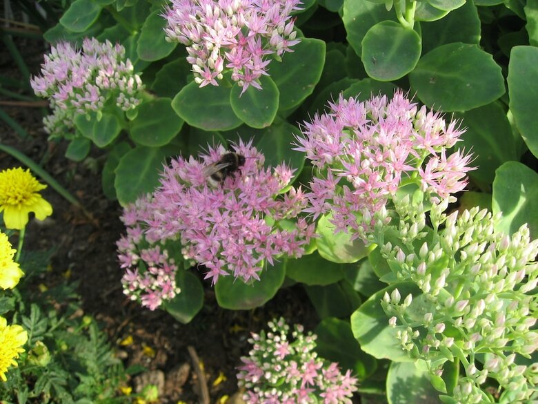 Cozy Apartment In Wischuer With Sauna