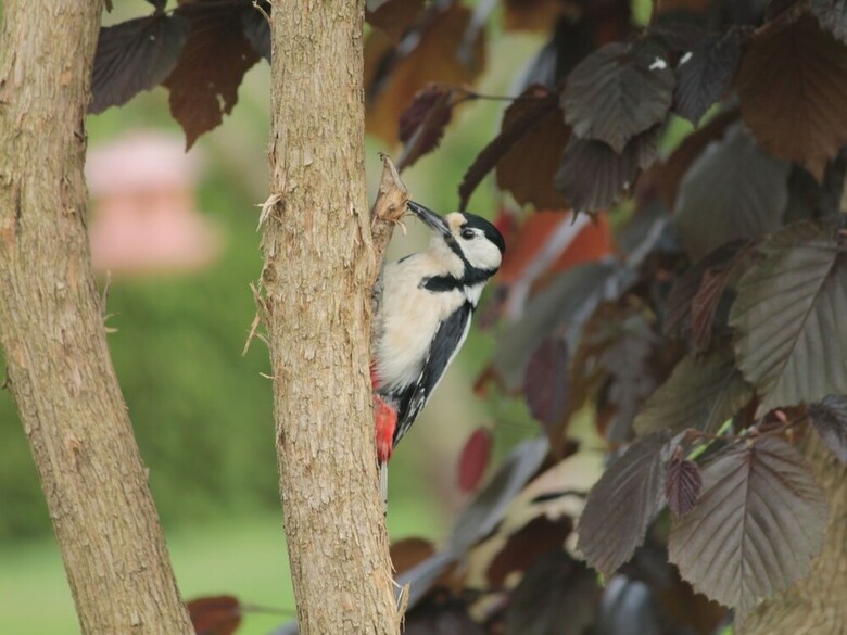 Cozy Apartment In Wischuer With Sauna