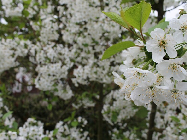 Cozy Apartment In Wischuer With Sauna