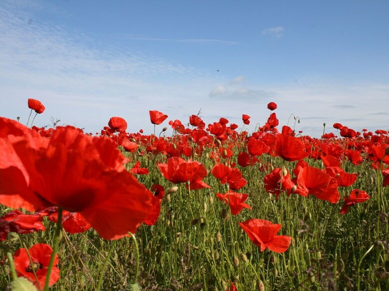 Cozy Apartment In Wischuer With Sauna