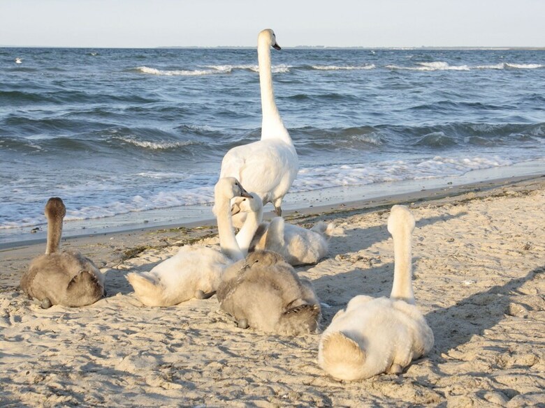 Cozy Apartment In Wischuer With Sauna