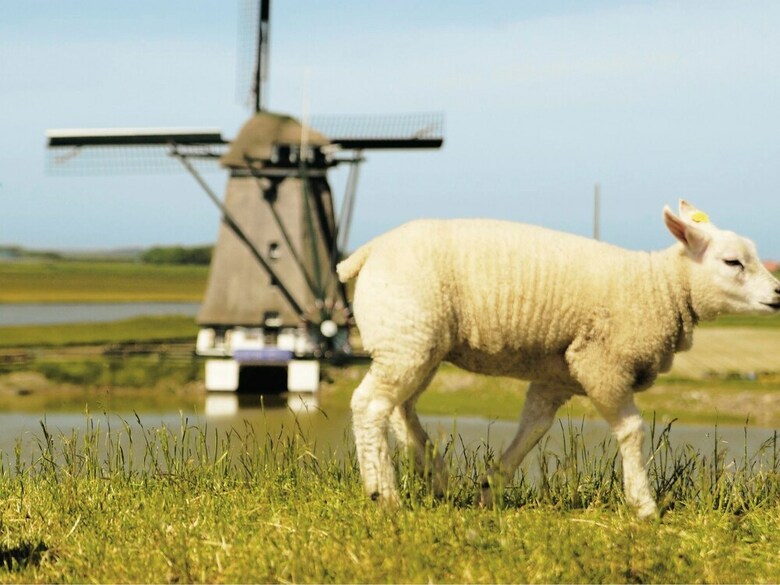 Traditional Villa With Two Bathrooms, On Texel, Sea At 2 Km