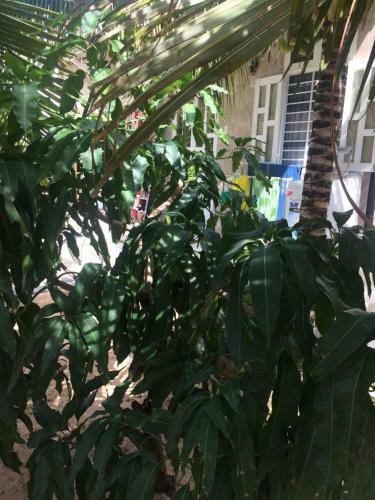 Bed & Breakfast Lam Long Luan Homestay