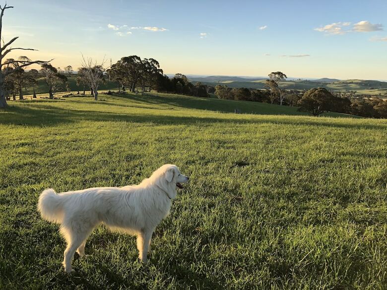 High Country Trail Rides & Farm Stay